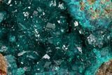 Gemmy Dioptase Crystal Cluster - N'tola Mine, Congo #148464-1